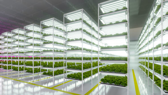 Produksjonsanlegg hvor salat dyrkesduksjon