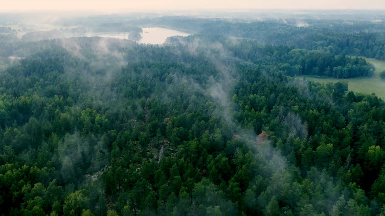 Flyfoto av tåkelagt skog
